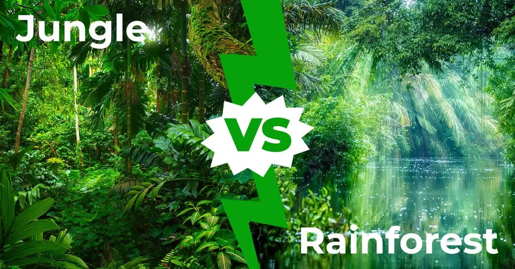 What is the difference between jungle and drum and bass?